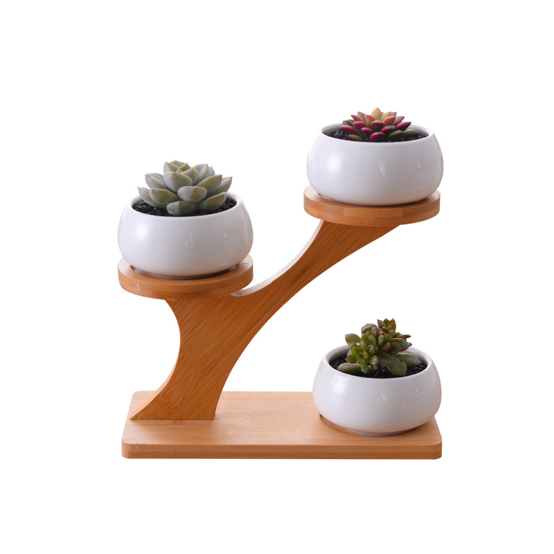 简约白色创意多肉植物小花盆陶瓷小扁圆+树梢竹架3个组合盆栽瓷器日用家居