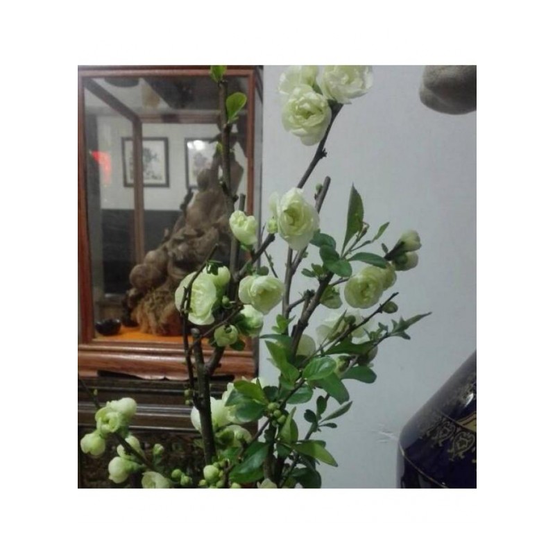 银长寿海棠绿宝石久生木本花卉盆景素材苗阳台庭院客厅盆栽绿植