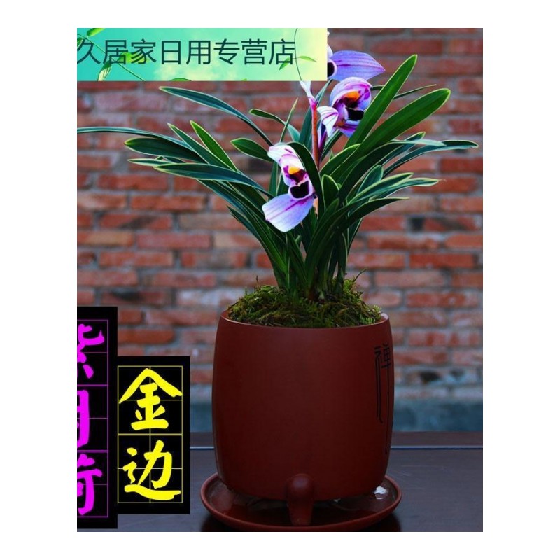 浓香型兰花苗[紫月荷]建兰四季兰矮种金边线艺兰花盆栽花卉绿植