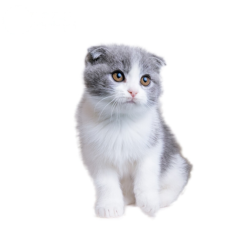 英国短毛猫 蓝白折耳猫 英短蓝白折耳幼猫猫咪 幼崽