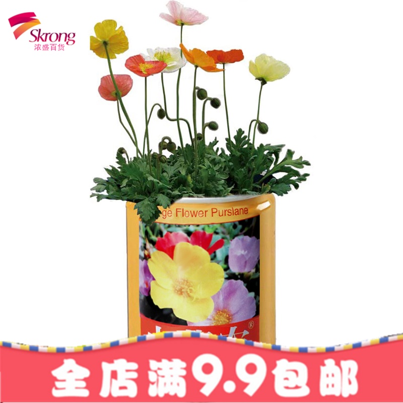 罐头花创意迷你盆栽易拉罐装植物花卉种子儿童DIY种植