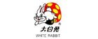 大白兔(White Rabbit)