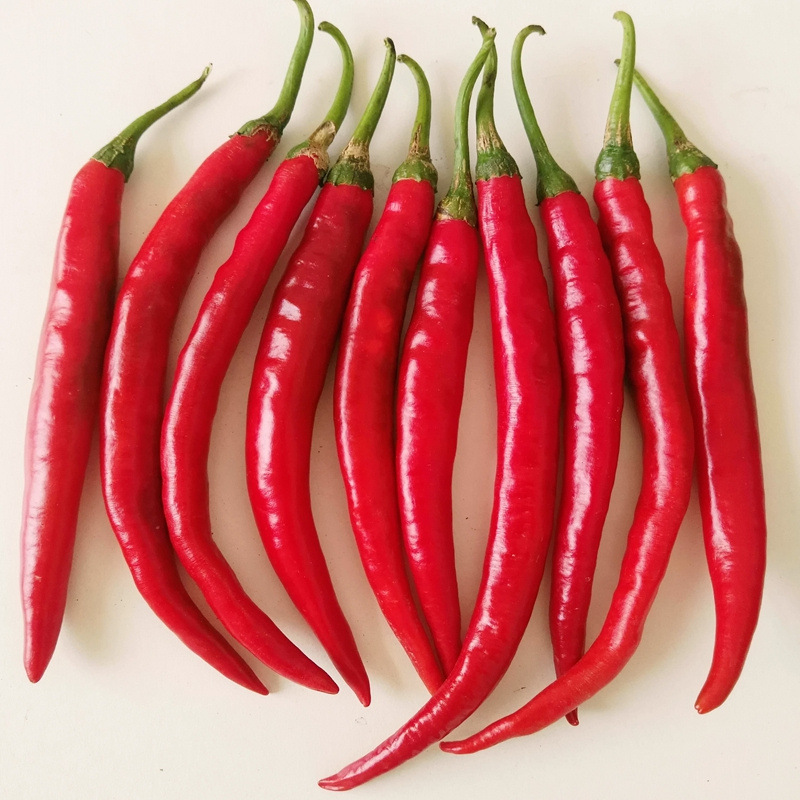 农聚源大红尖椒500g大红辣椒新鲜蔬菜as
