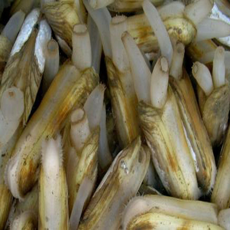 【xj】农聚源 蛏子500g 海蚬 海贝 贝类 新鲜 产发yq