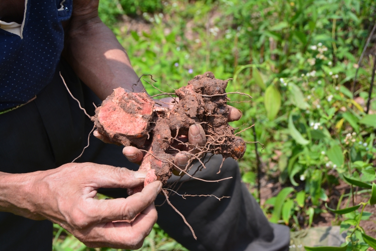 新鲜茯苓 500克 农家现挖土