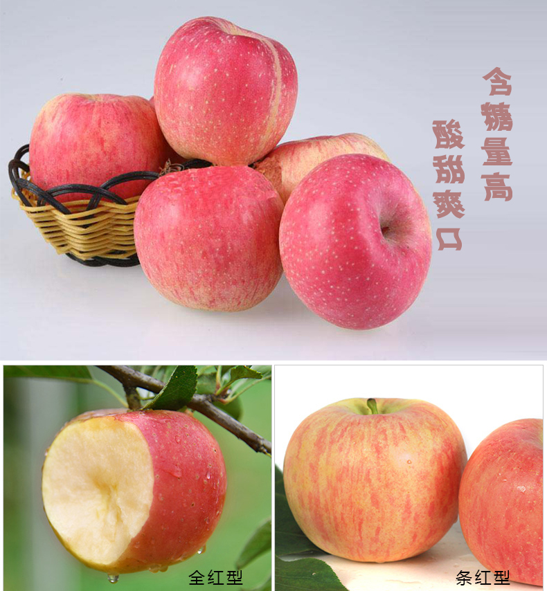 中华特色馆河北青龙特产农家苹果5斤装包邮