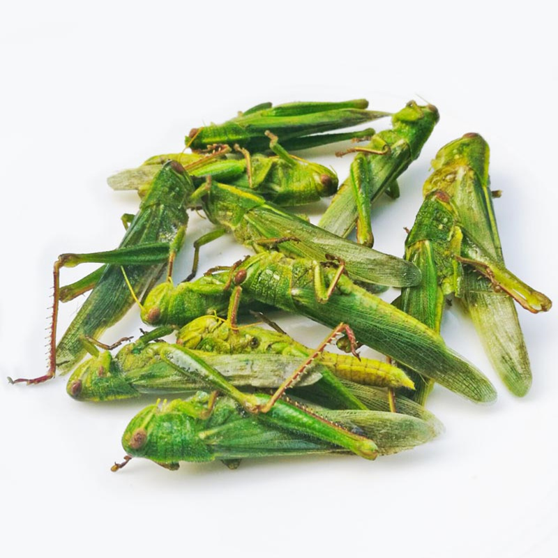 农聚源生大青蝗蹬山倒绿色大蝗虫500g大蚂蚱新鲜昆虫产发qq