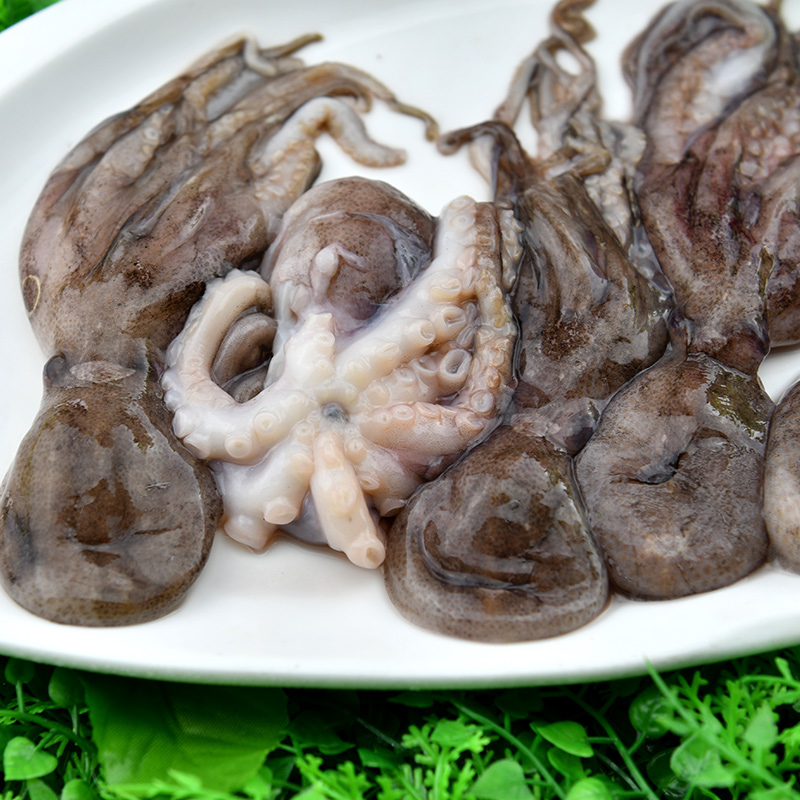 怡鲜来新鲜活冻小章鱼500g小八爪鱼鱿鱼足章鱼须火锅食材