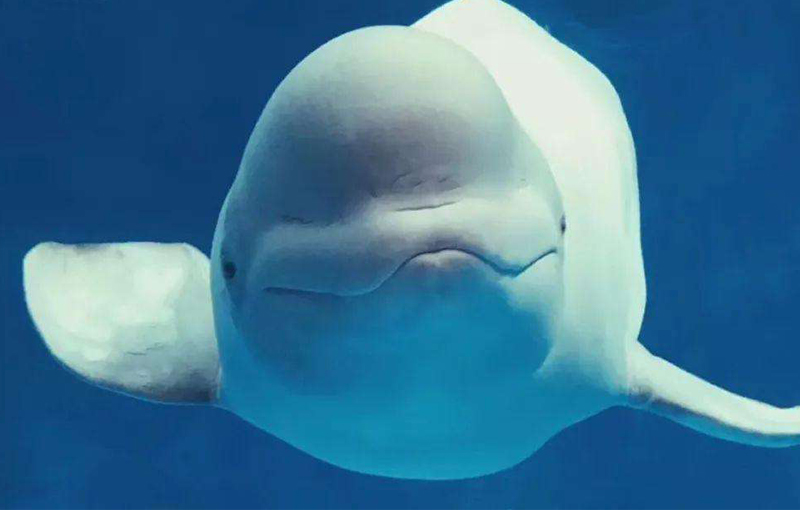 芜湖新华联大白鲸海洋公园门票儿童票