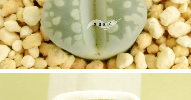 津沽园艺多肉植物生石花大津绘大津汇2年苗115cm单株苗不带盆