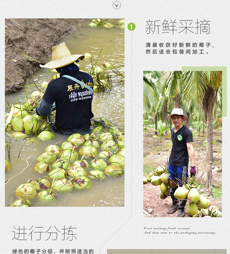 展卉 泰国进口椰青 椰子9个装 单果约750g 配开椰器和吸管 新鲜水果
