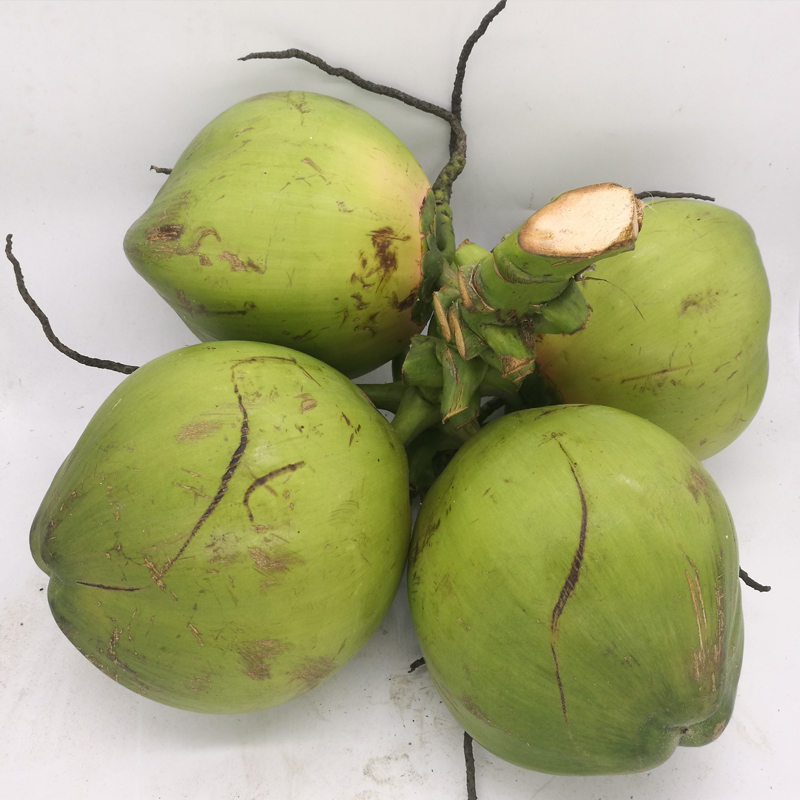 博多客青椰子3个装海南新鲜椰子带皮大椰青嫩现摘