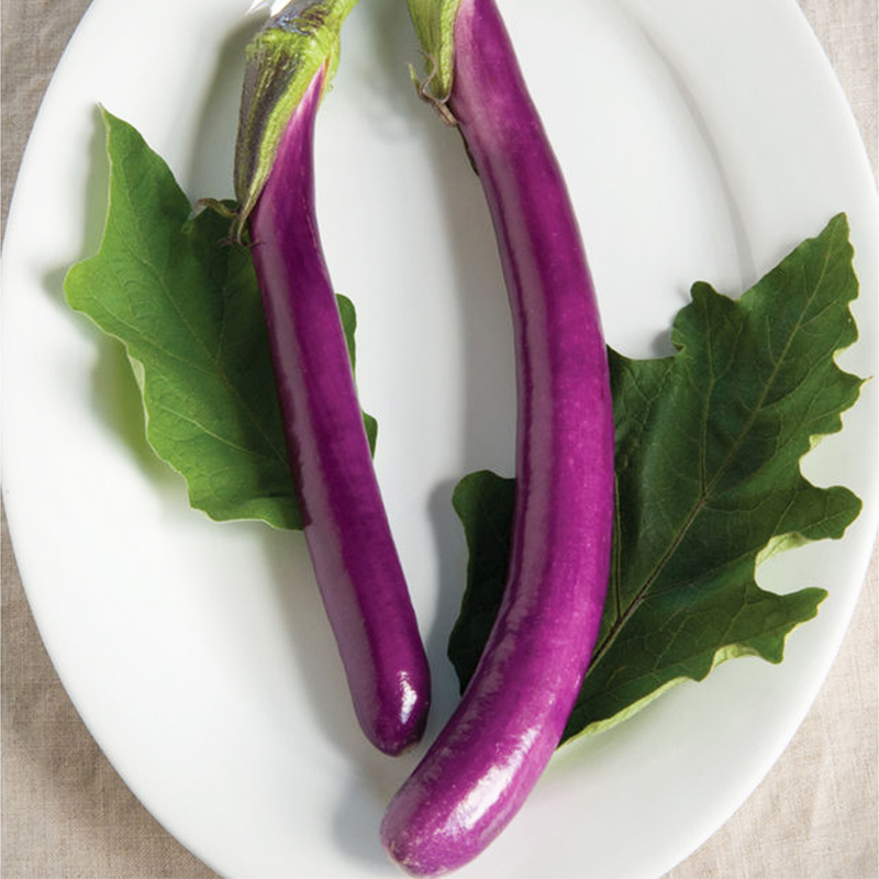 促销杭茄一六号长茄子种子籽黑紫色线茄春秋季四季盆栽蔬菜种苗孑