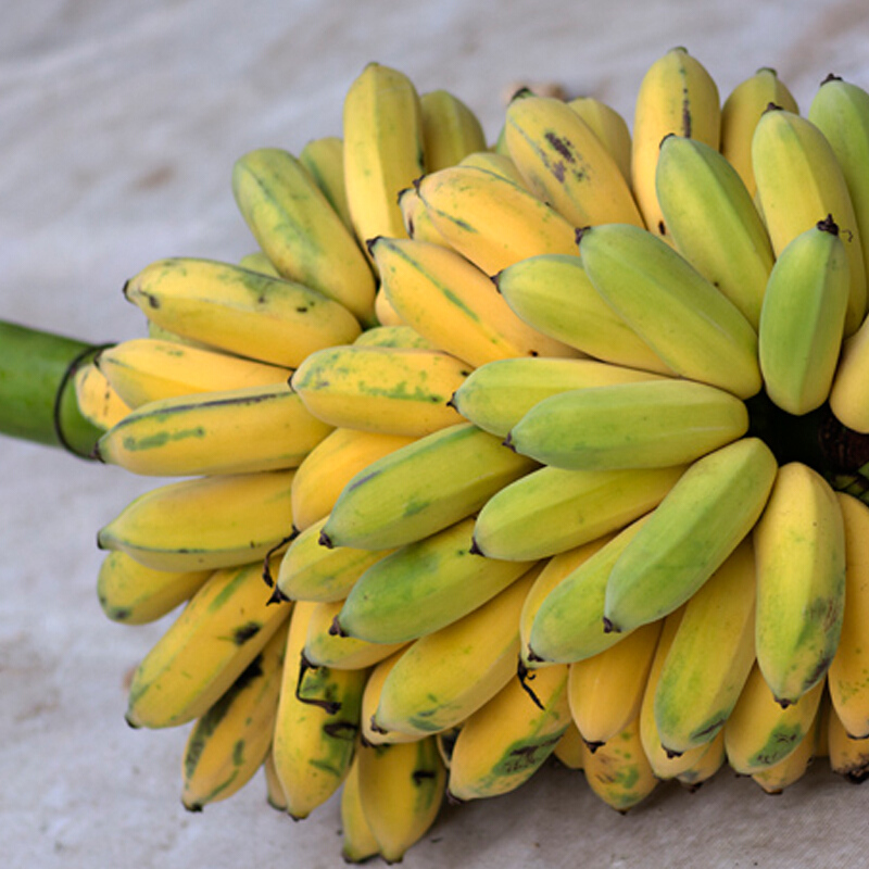 博多客广西新鲜香蕉小米蕉蕉粉蕉25kg生鲜新鲜