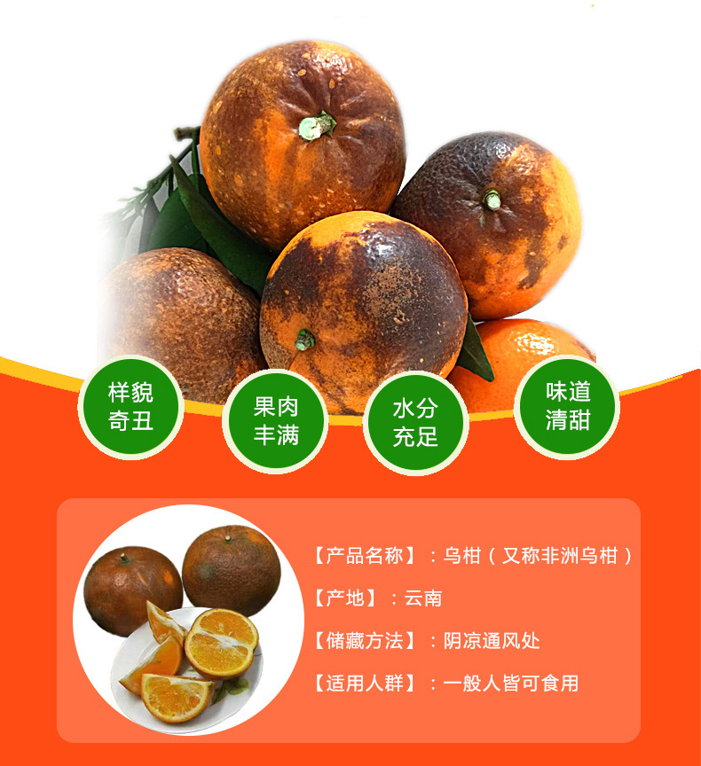 新鲜乌柑5斤 新鲜黑柑橘 新鲜水果