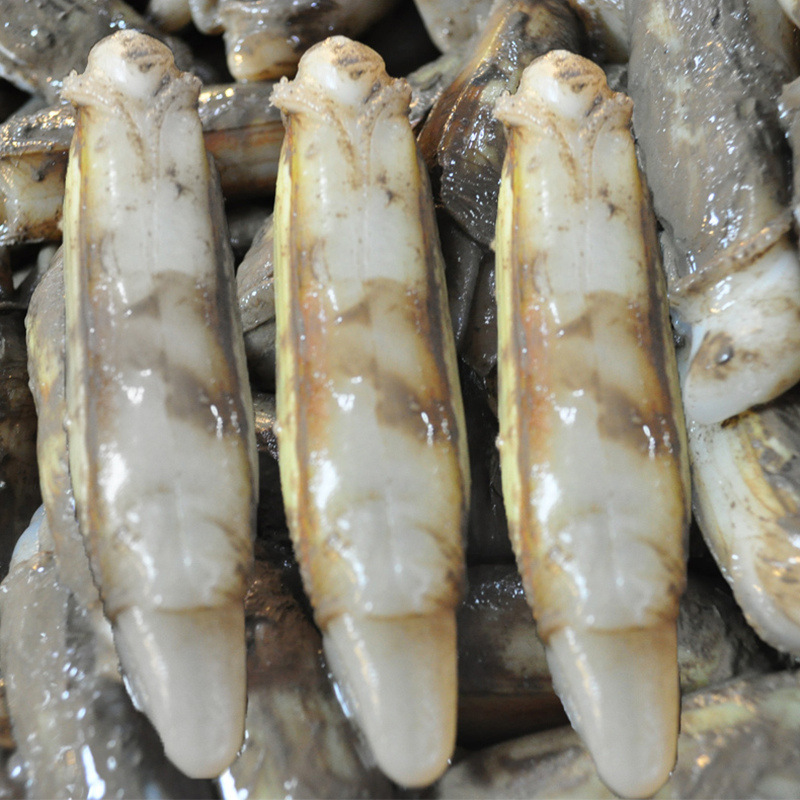 【xj】农聚源 蛏子500g 海蚬 海贝 贝类 新鲜 产发yq