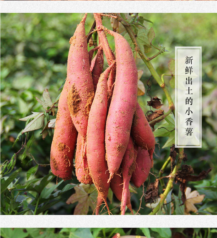 青山果园根茎类 2019年现挖新鲜红薯5斤沙地红薯红心蜜薯西瓜红红薯