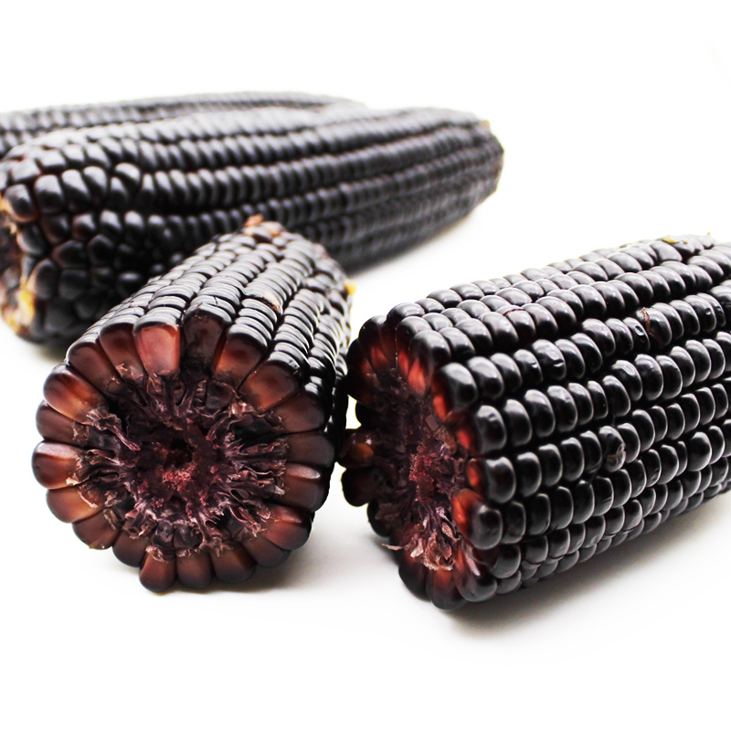 博多客东北黑玉米10根紫玉米新鲜糯玉米棒粘糯米棒黏ym