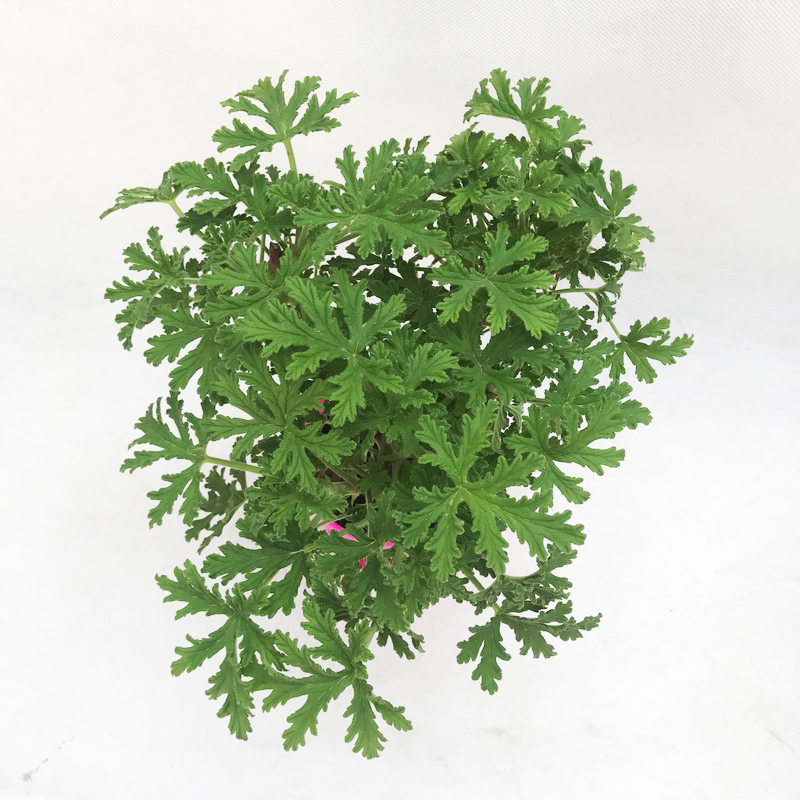 马特维(matewei)驱蚊驱虫 驱蚊盆栽柠檬味驱蚊植物驱蚊香香叶天竺葵避