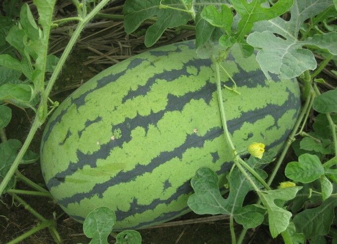 我要发芽水果种子深花纹长西瓜绿皮西瓜花皮西瓜红瓤西瓜种子6粒包