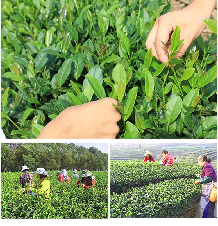 御兰馨绿茶正宗南京雨花茶礼盒装雨前特级雨前茶叶125g4共500g