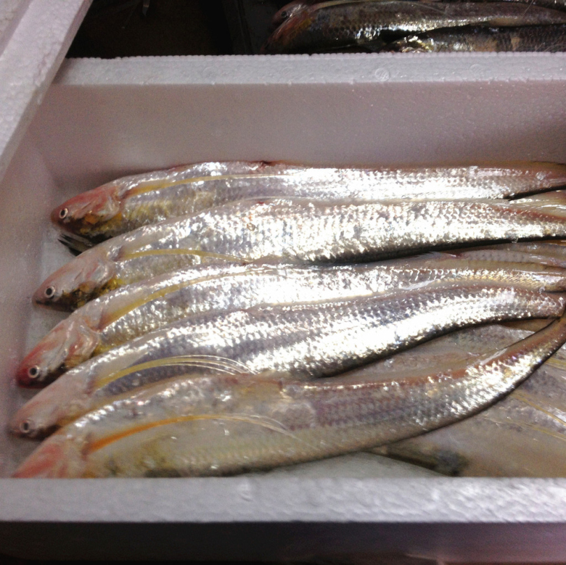 长江三鲜,长江刀鱼,养殖刀鱼