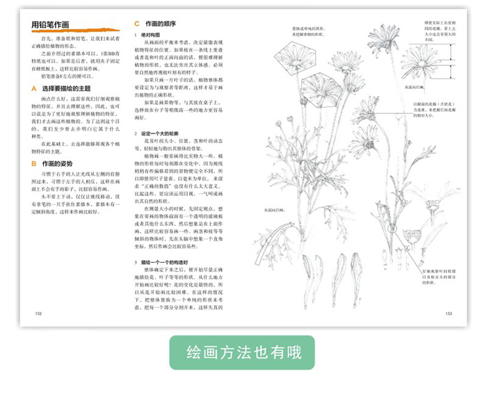 原野漫步370种野花与88种昆虫的手绘自然笔记