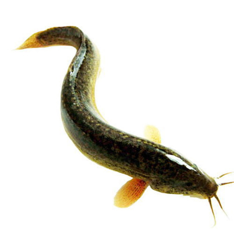 农聚源泥鳅1斤鲜鱼新鲜ch
