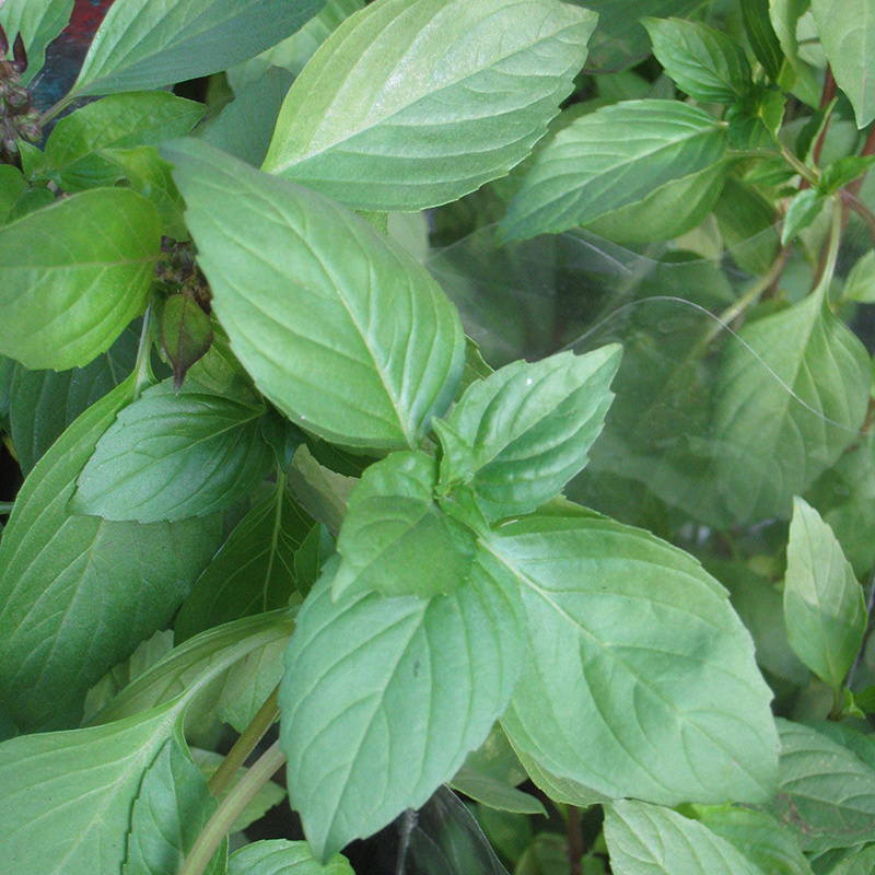 促銷大葉荊芥種子野菜香荊芥種籽涼拌驅蚊菜野生陽臺蔬菜羅勒四季