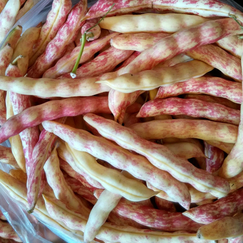 博多客 博多客 黄金勾豆角 5斤 东北黑龙江 黄豆角翻白眼油豆角勾勾黄