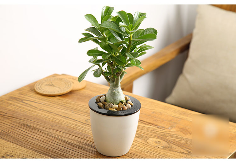 沙漠玫瑰花卉盆栽四季玫瑰花观花植物室内开花植物阳台花卉盆景生活日