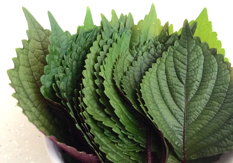 博多客新鲜苏子叶500g菜韩国烤肉叶日式料理绿色蔬菜紫苏菜叶200片