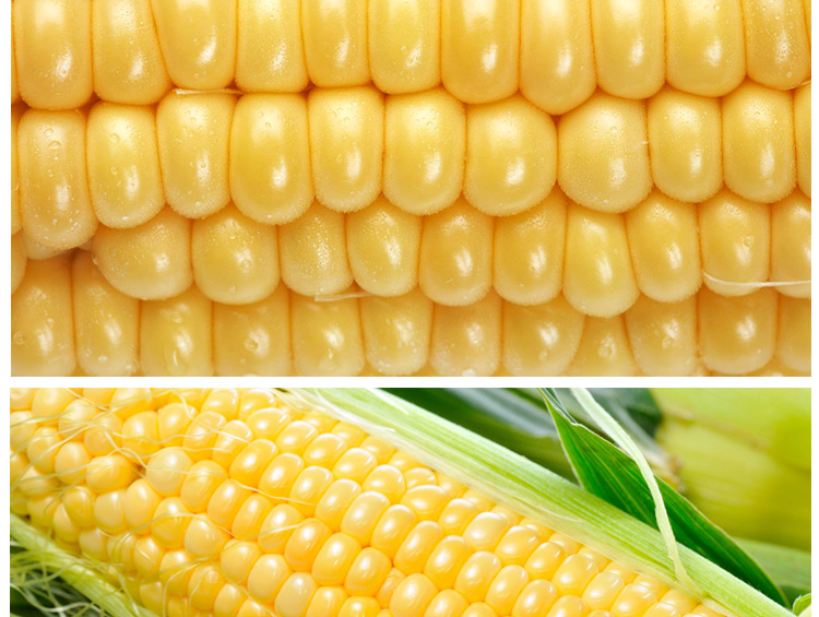 博多客东北糯玉米14根玉米棒糯玉米粘玉米东北黏玉米玉米ym