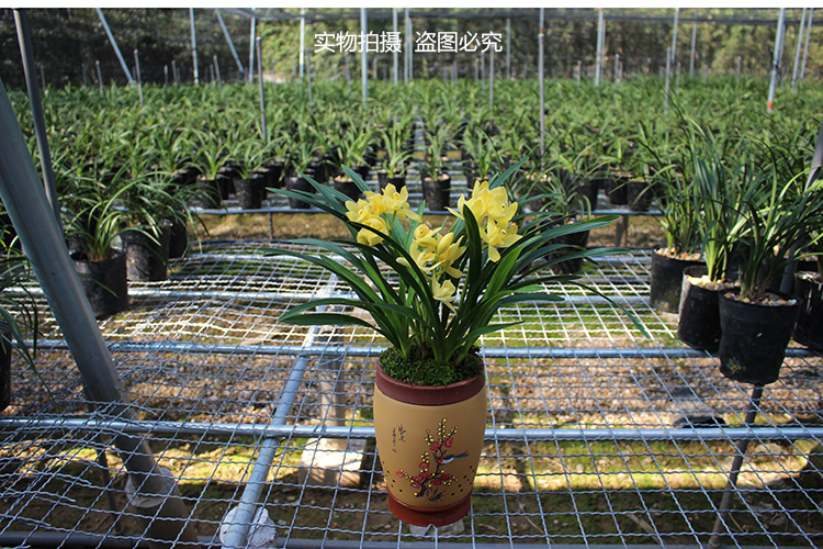 矮种浓香型兰花苗金太子四季兰建兰花盆栽室内花卉绿植