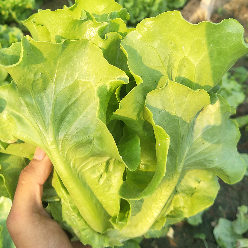 促銷耐抽薹意大利生菜種子耐抽苔半結球生菜種籽大田蔬菜籽基地春秋