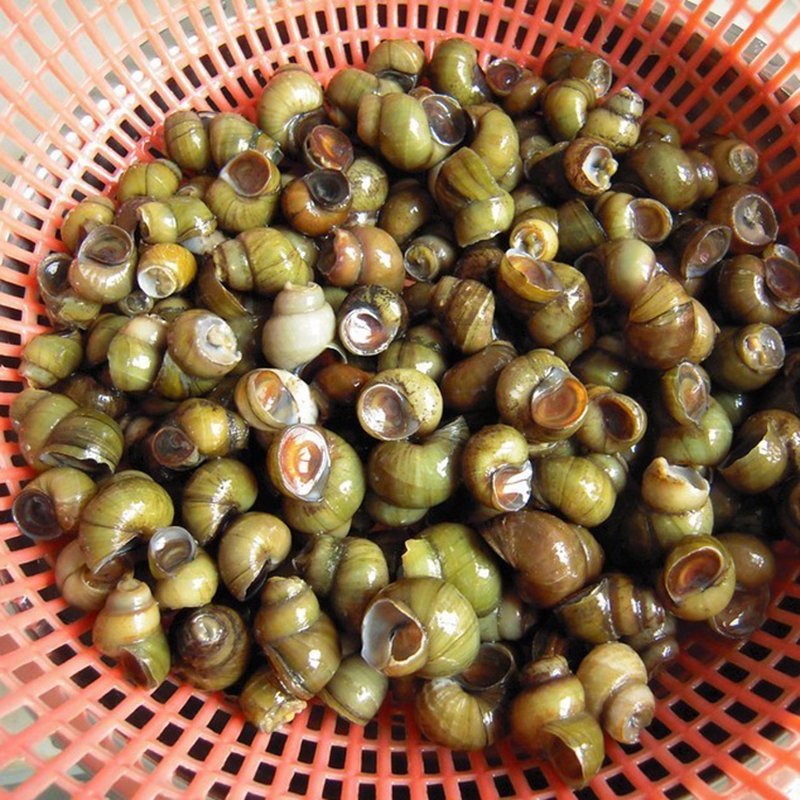 博多客田螺4斤新鲜现捕鲜活泥螺石螺小田螺螺蛳肉淡