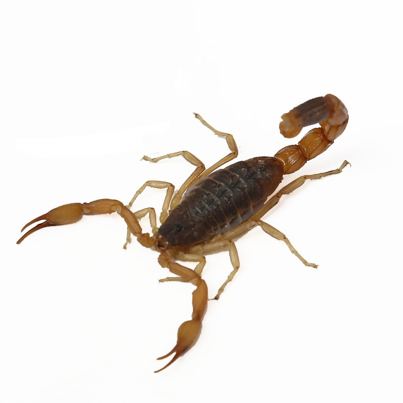 农聚源生蝎子十足全蝎50g新鲜昆虫产发qq