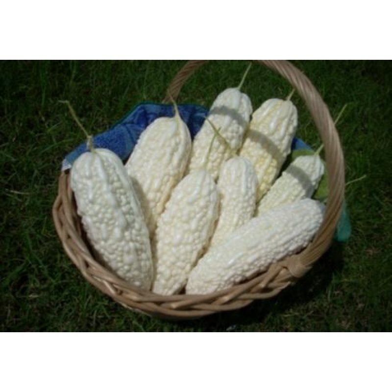 促销蓝山大白苦瓜种子超大型白苦瓜抗高产四季苦瓜种孑春季夏秋蔬菜