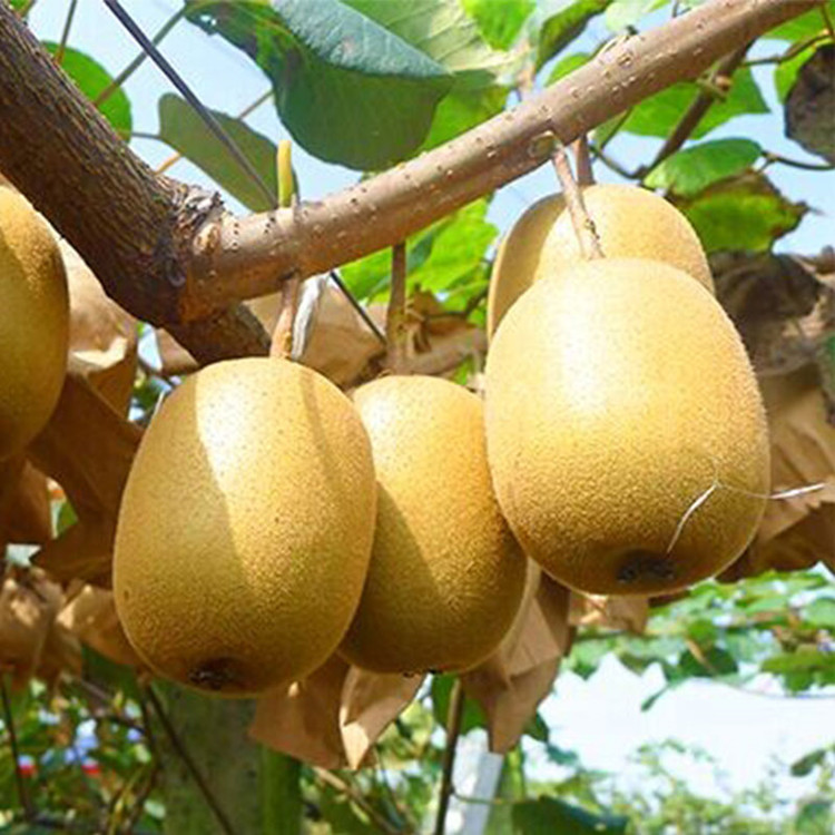 国产黄金奇异果 24枚 均重120克 猕猴桃 水果 sg