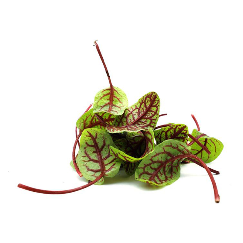 酸模叶1盒约40片西餐摆盘新鲜蔬菜as