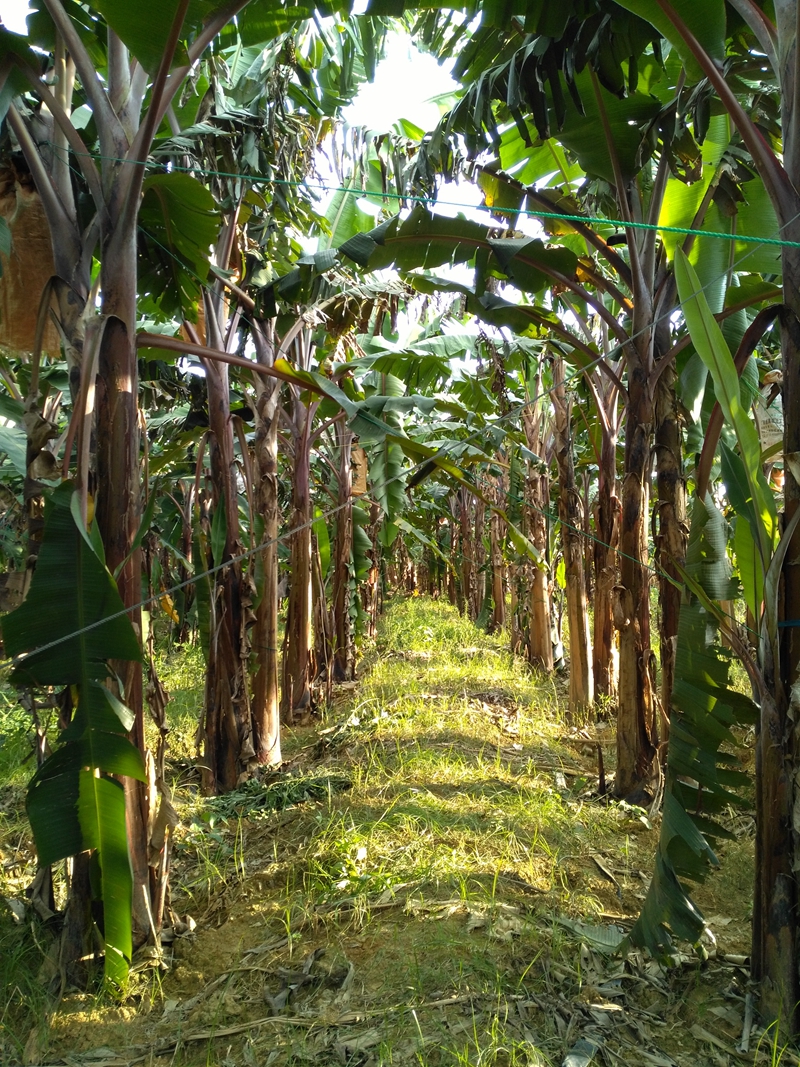 博多客红皮香蕉5斤美人蕉新鲜水果福建土楼特产非芭蕉小米蕉banana