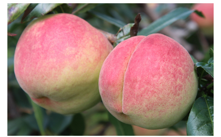 中华特色福山馆吉春金秋红蜜冬桃5斤装脆甜新鲜水果