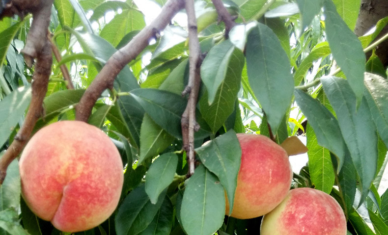 山东特产泰安肥城水蜜桃9个装 单果约4两 水蜜肥桃 新鲜时令水果