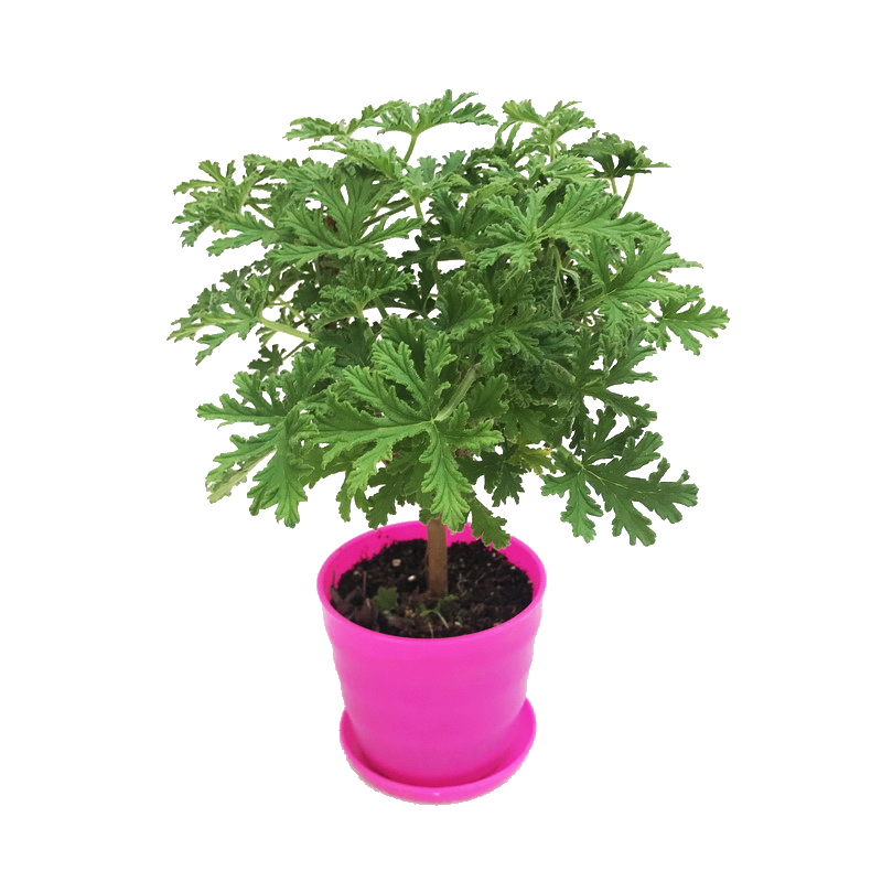 马特维(matewei)驱蚊驱虫 驱蚊盆栽柠檬味驱蚊植物驱蚊香香叶天竺葵避