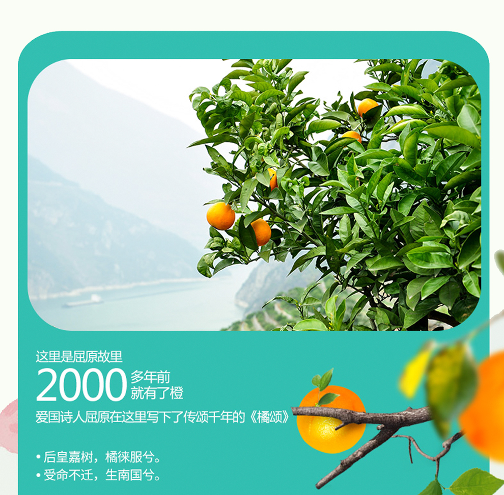 域沃粮田 【兴山馆】湖北秭归伦晚橙子新鲜水果伦晚脐橙 现摘橙子春橙