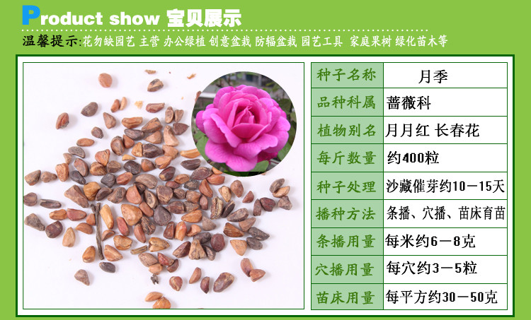 我要发芽花卉种子紫袍玉带藤本月季花种子蔷薇花种子可盆栽庭院种植50