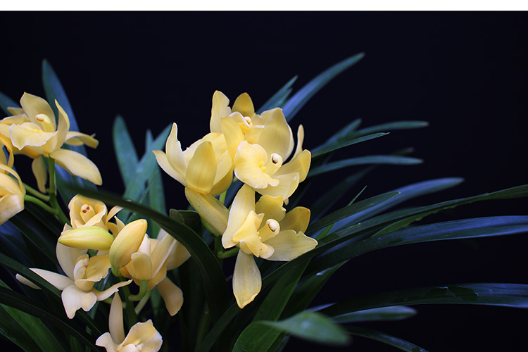 矮种浓香型兰花苗金太子四季兰建兰花盆栽室内花卉绿植