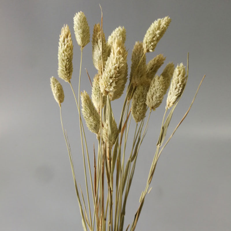 本色麦穗1000支2麦穗干花花束开业大麦田园装饰礼品拍摄道具稻穗干花