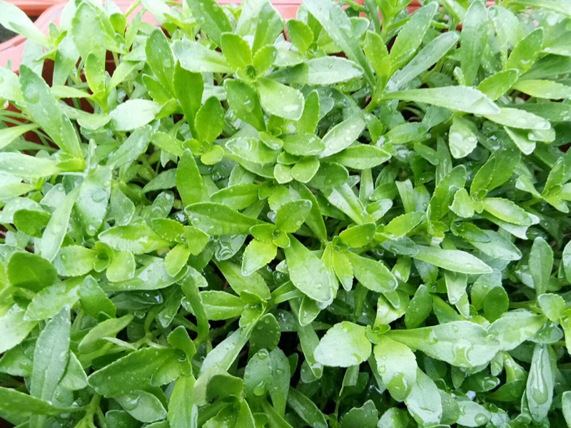 博多客救心菜100颗养心菜救心景救心菜_77965100颗_23780