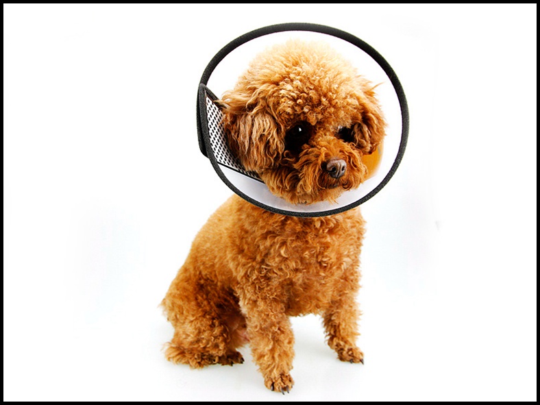 伊丽莎白圈猫狗脖套头套头罩脖圈脖套宠物保护头套防挠狗项圈特大号